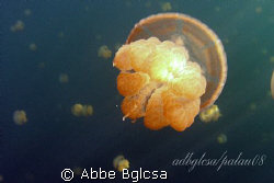 Jellyfish in the jellyfish lake in Palau by Abbe Bglcsa 